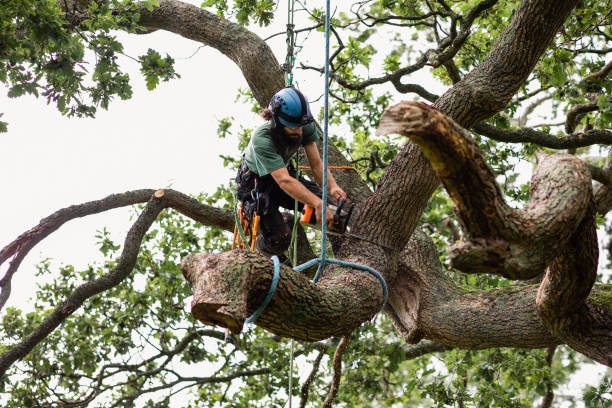 Best Fruit Tree Pruning  in Cullowhee, NC