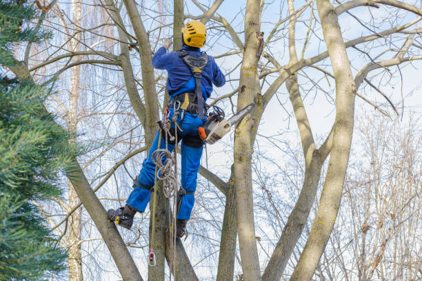 How Our Tree Care Process Works  in  Cullowhee, NC